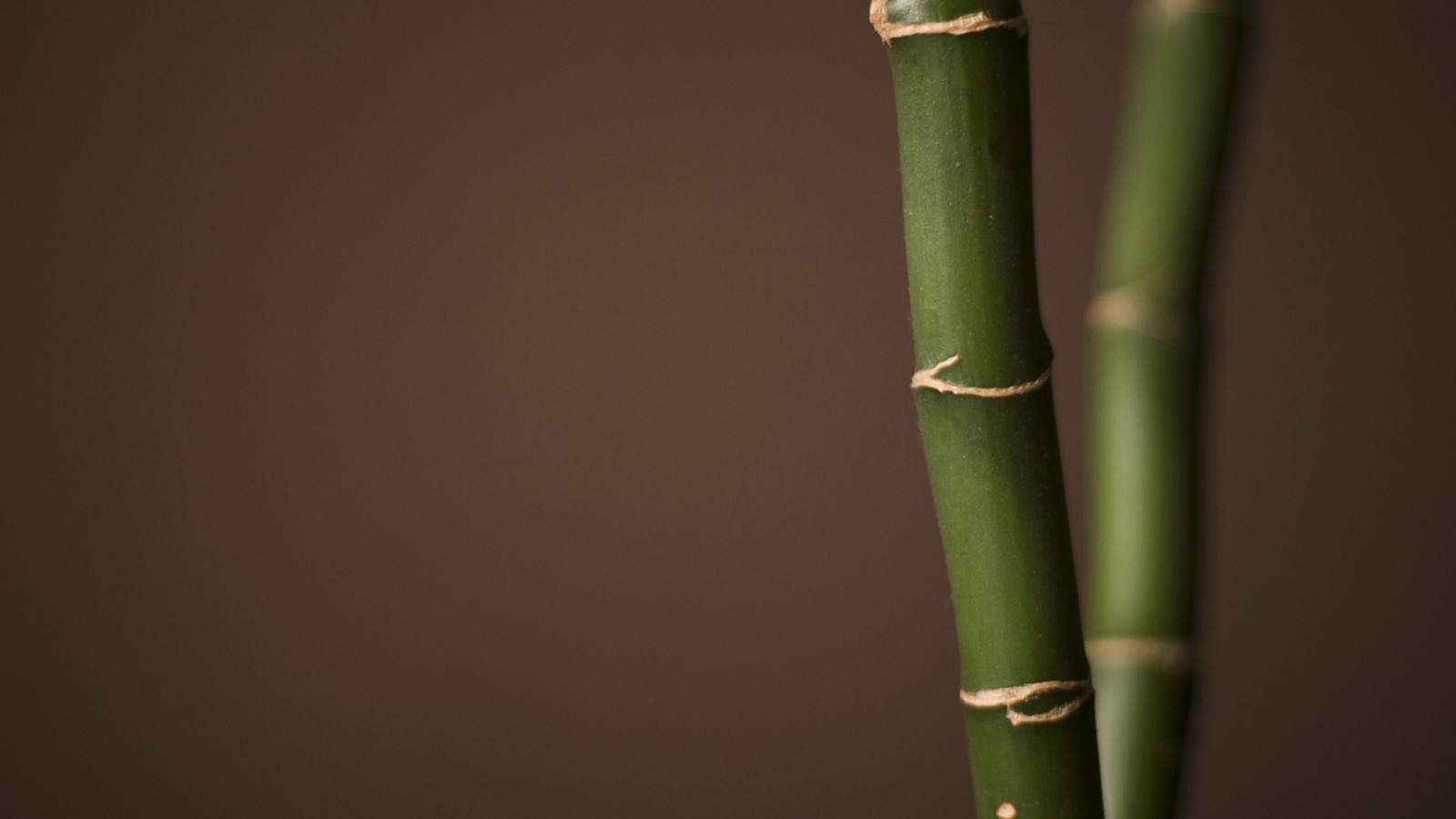 fotos001:minimal-bamboo-1600-900-6515.jpg